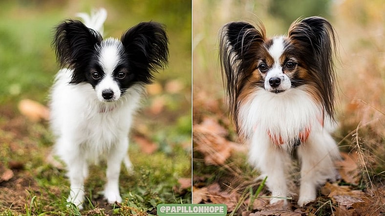 Papillons