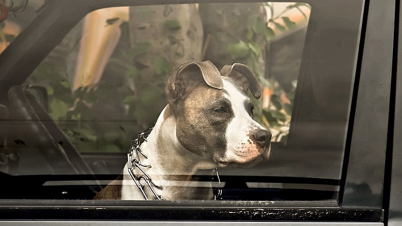 Why 19 U.S. States Still Let People Leave Dogs in Hot Cars