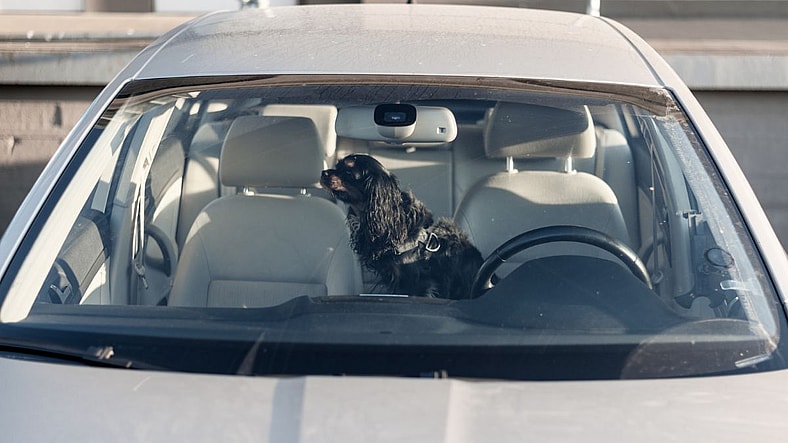 Why 19 U.S. States Still Let People Leave Dogs in Hot Cars