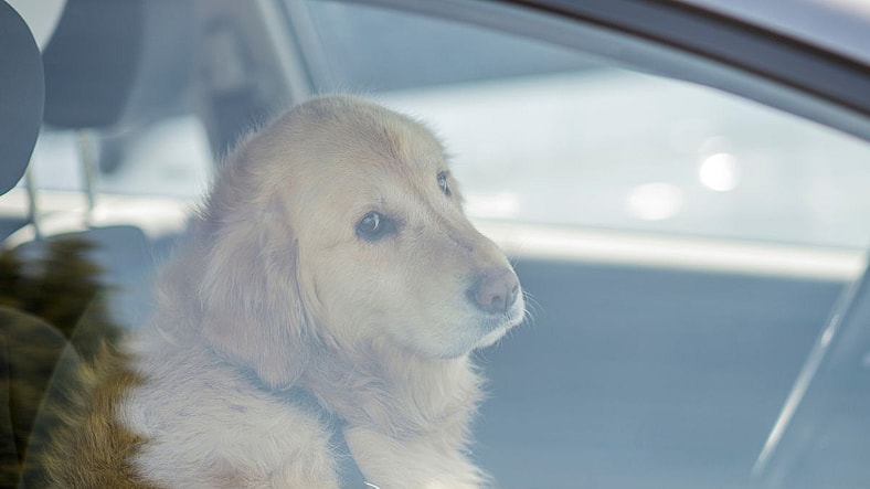 Why 19 U.S. States Still Let People Leave Dogs in Hot Cars