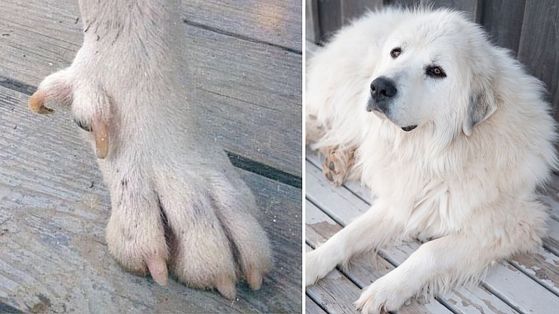 The Dog Breed Famous for Its “Double Dewclaws” Was Built for the ...