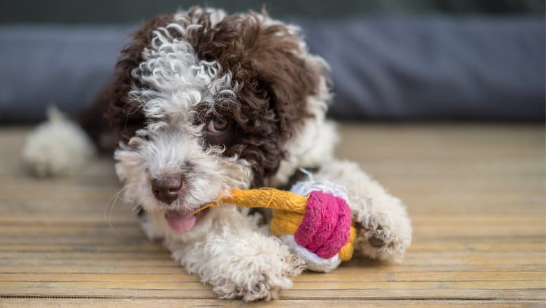 DIY Dog Toys