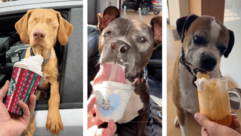how to make a pumpkin puppuccino for your dog