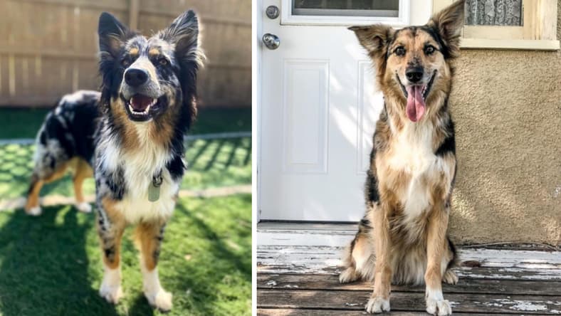 aussie German shepherd mix