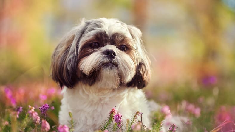 Hypoallergenic Dogs for Adoption