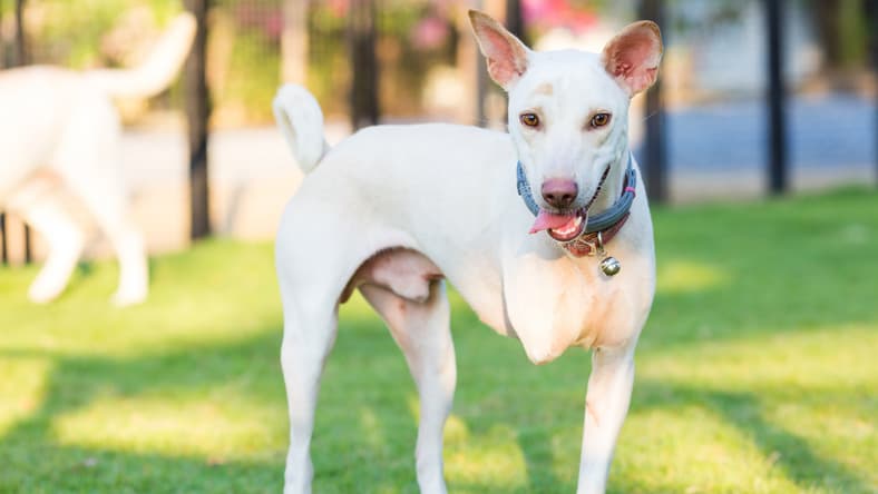 three legged dog