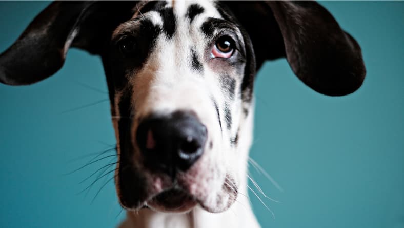 Harlequin Great Dane
