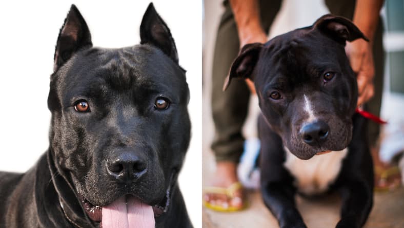 Black Pitbull