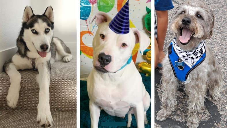 rescue dog 2022 contest winners
