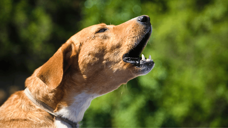 dog dogs get tired of barking