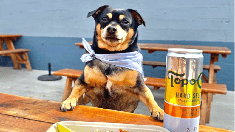 dog-in-a-restaurant
