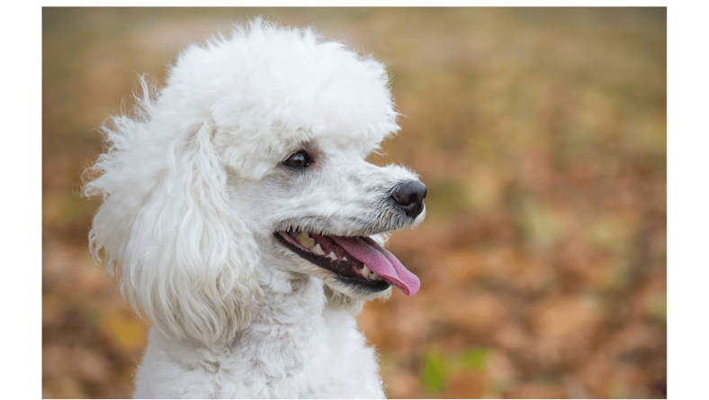 moyen-poodle-1.png
