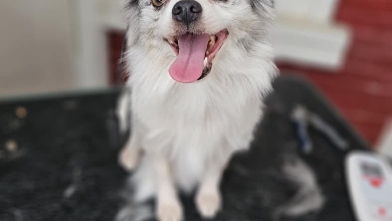 Mya