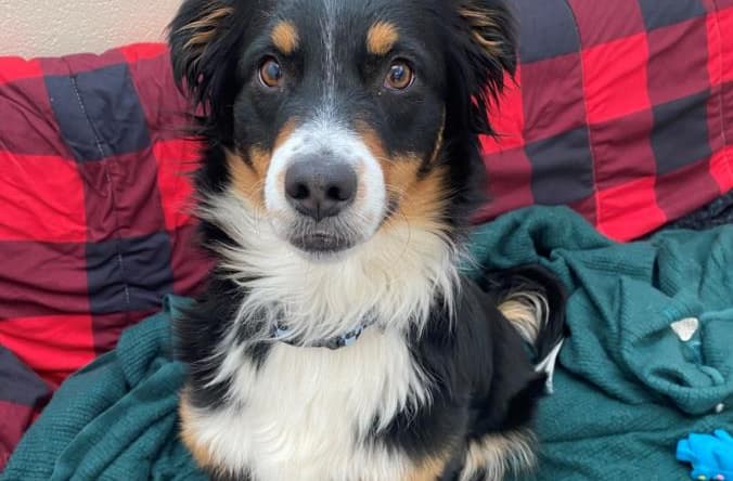 JOSIE