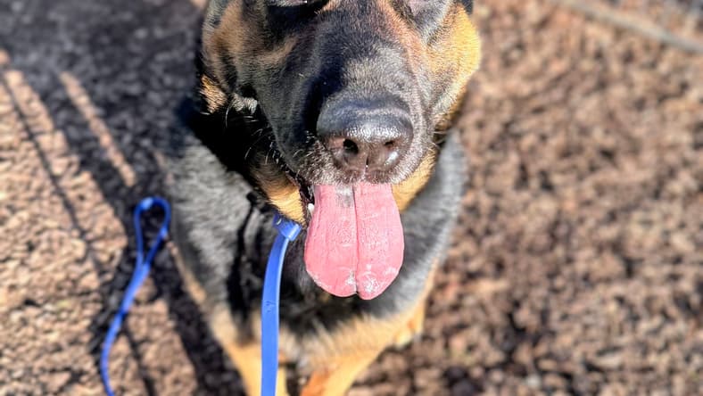 Sarge