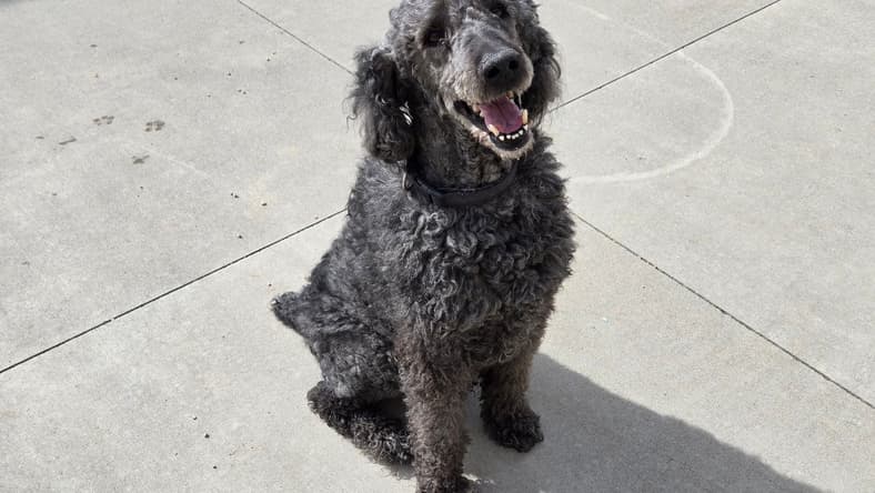 Cooper