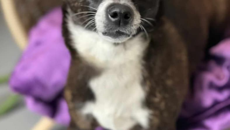 Tara