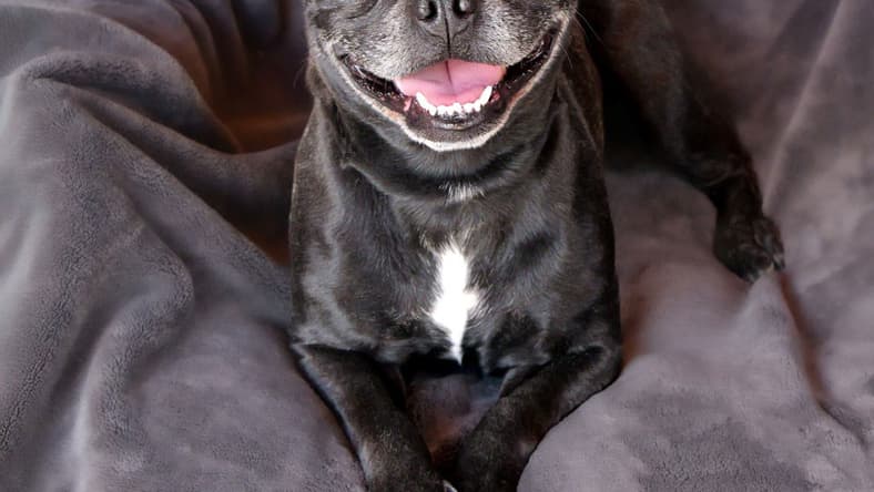 Zesty Ms Zarie = Frenchie FUN !