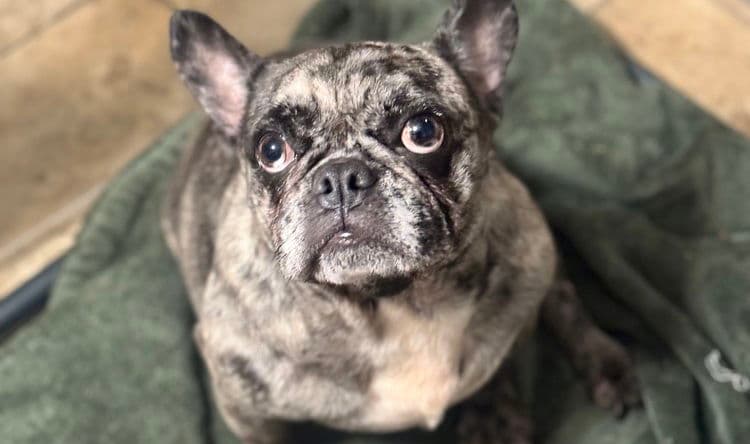 Missy
