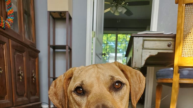 Duke VI (New Digs)
