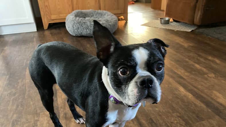 Peggy Sue