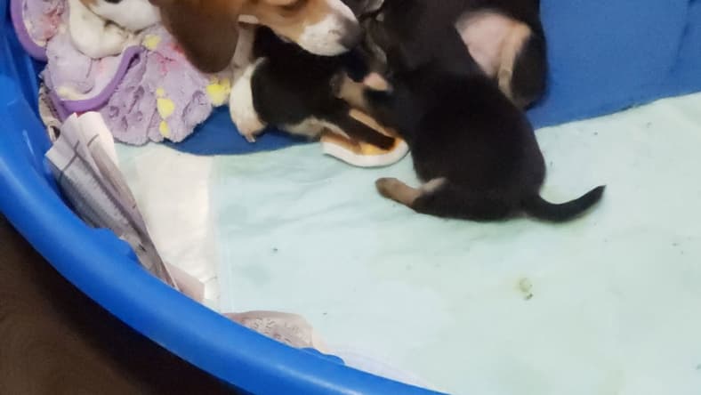 Grace (Beagle Mix Puppy)