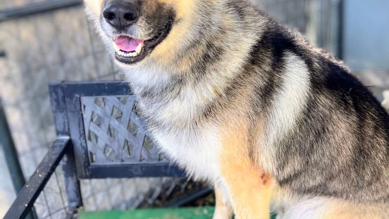 Hachi