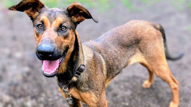 Trousers - Doberman Pinscher