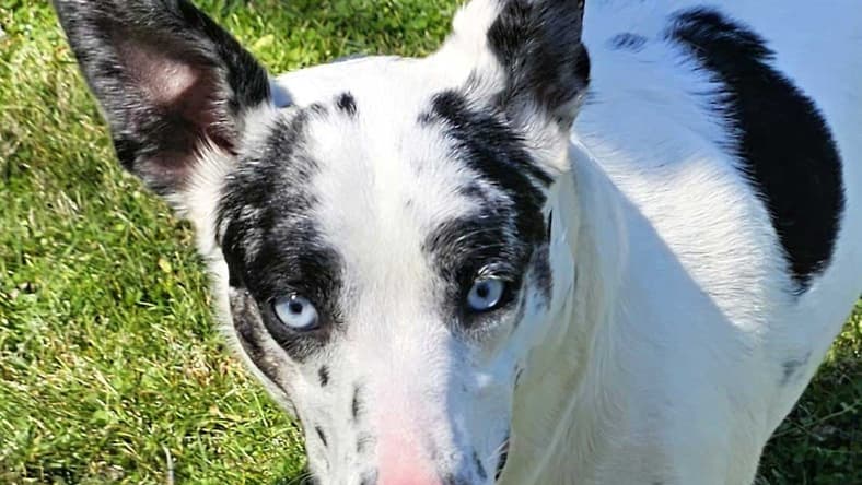 BLUE EYED LOLA