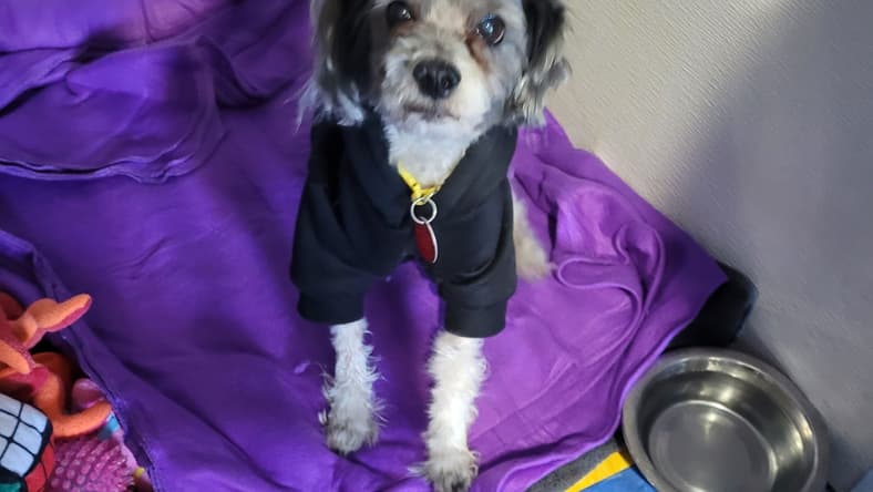 Stanley - Shih Tzu