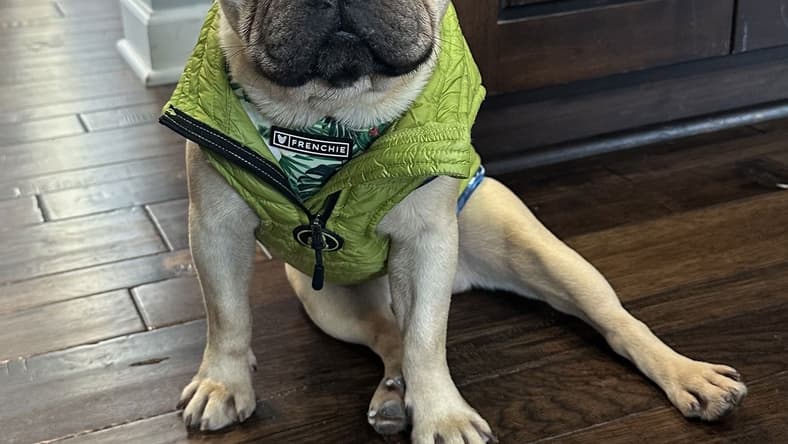 Hari - French Bulldog