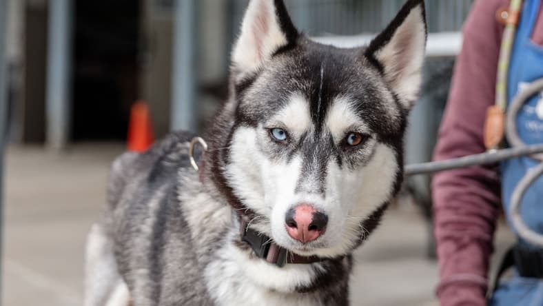Lilac - Husky