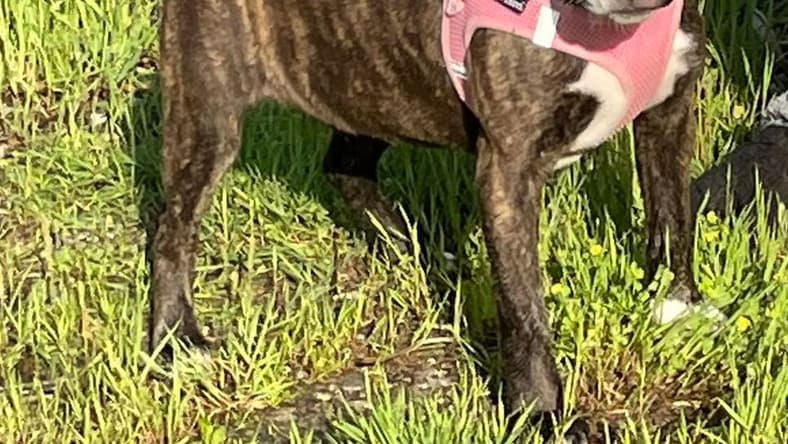 Beta - American Staffordshire Terrier