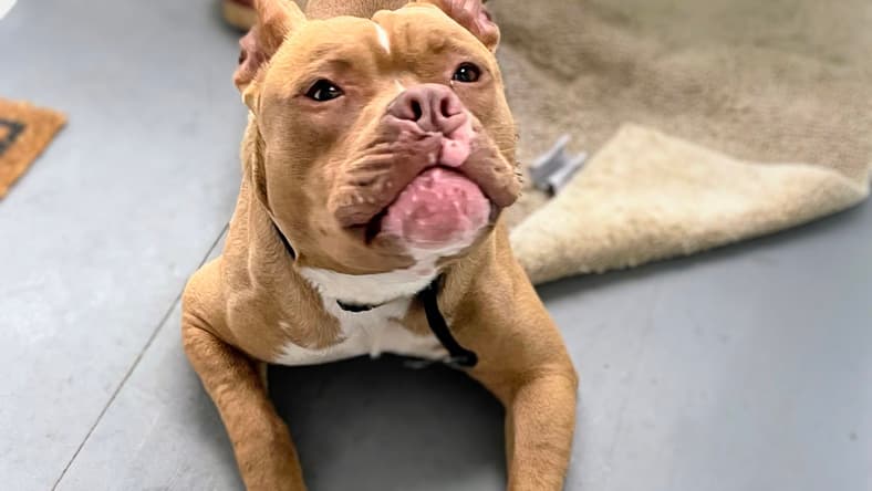 Jalen - American Pit Bull Terrier