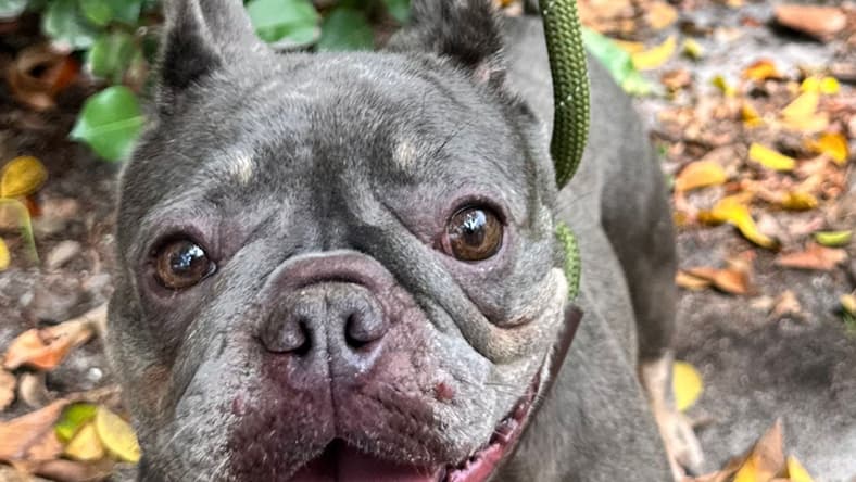 CHIQUIS - French Bulldog
