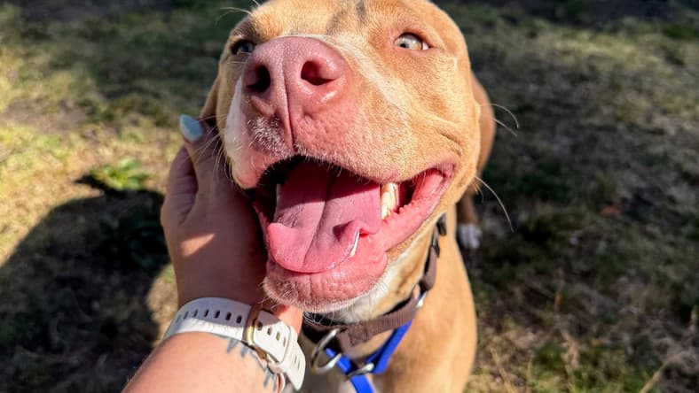 Cher - Pit Bull Terrier