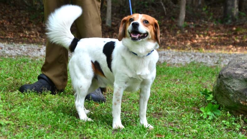 Luke - Beagle