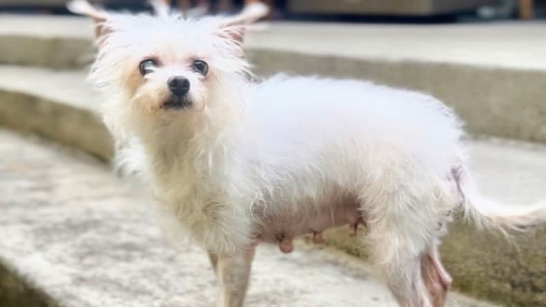 Eleanor - Maltese