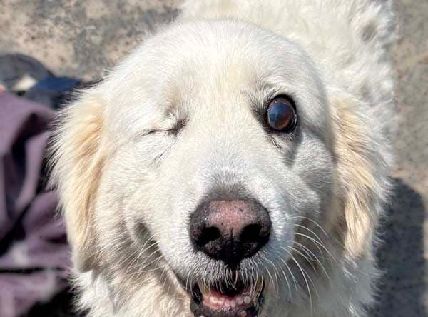 Dori in KY - Very Well Behaved & Sweet! - Great Pyrenees