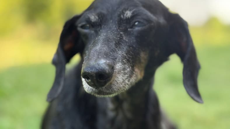 Jenny - Dachshund