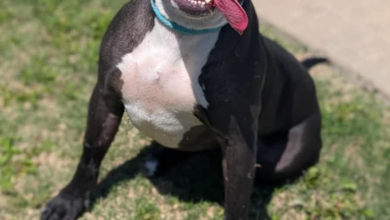 Midnight - Pit Bull Terrier