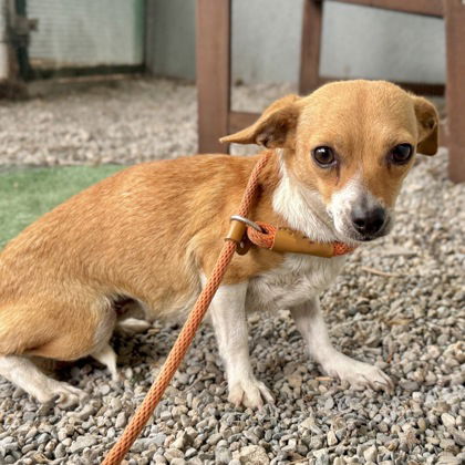 Amica - Chihuahua