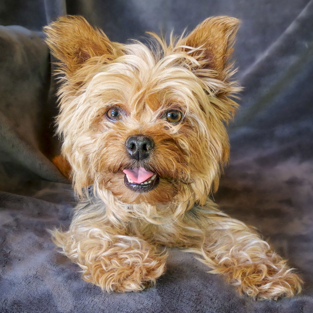 Darling Ms Dango ~ Yorkie - Yorkshire Terrier Yorkie
