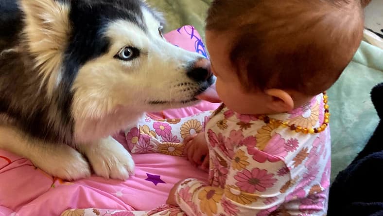 ZEVYA LUVS KIDS - Husky