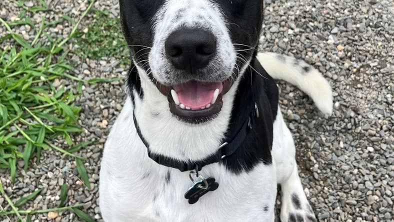 Grady SCAS - Labrador Retriever