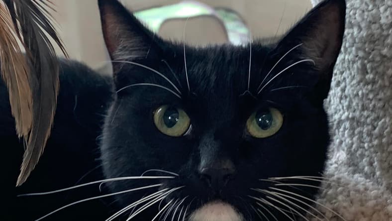 Tuxedo Girl