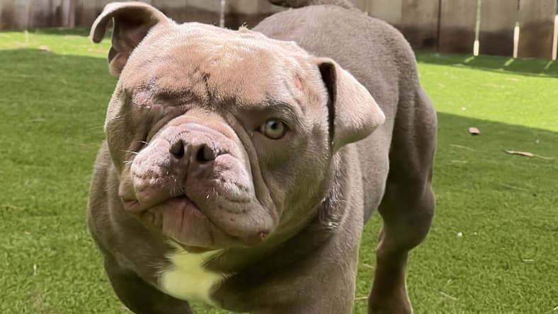 Mack - French Bulldog