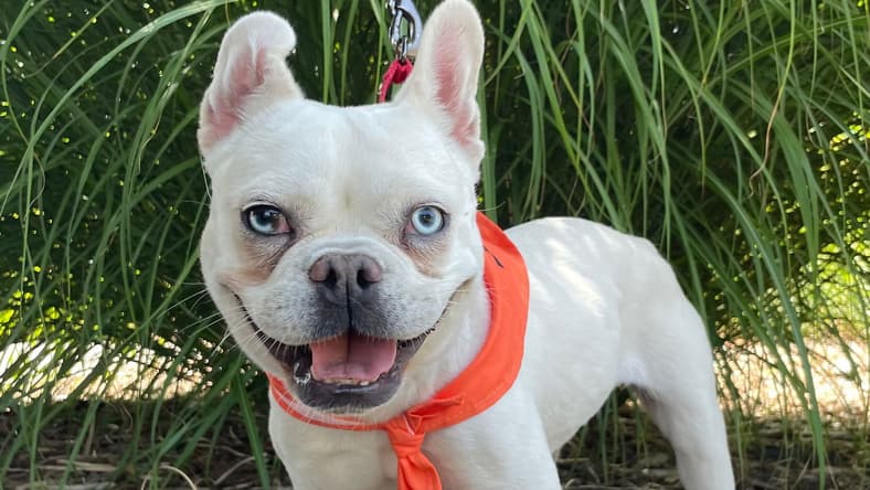 Plushie - French Bulldog