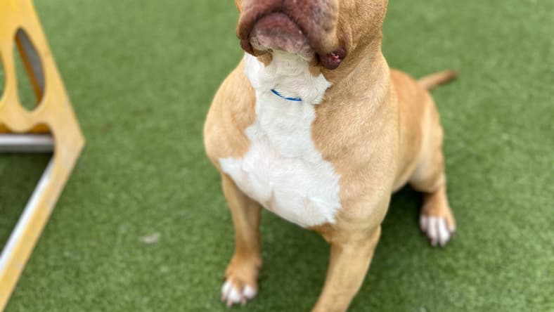 Shadow - American Bulldog