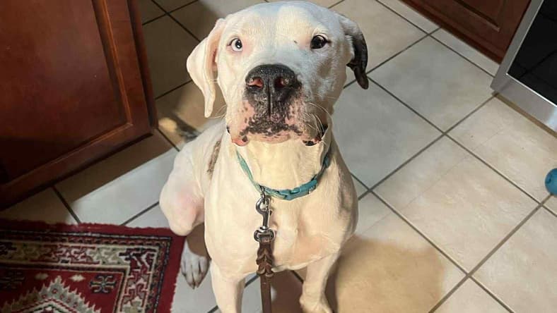 Angel - American Staffordshire Terrier